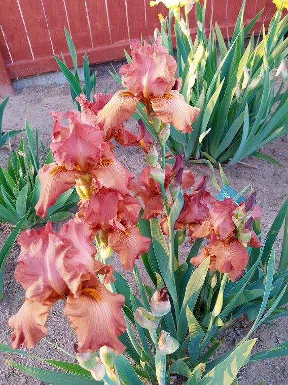 Photo of Tall Bearded Iris (Iris 'Gingersnap') uploaded by scary1785