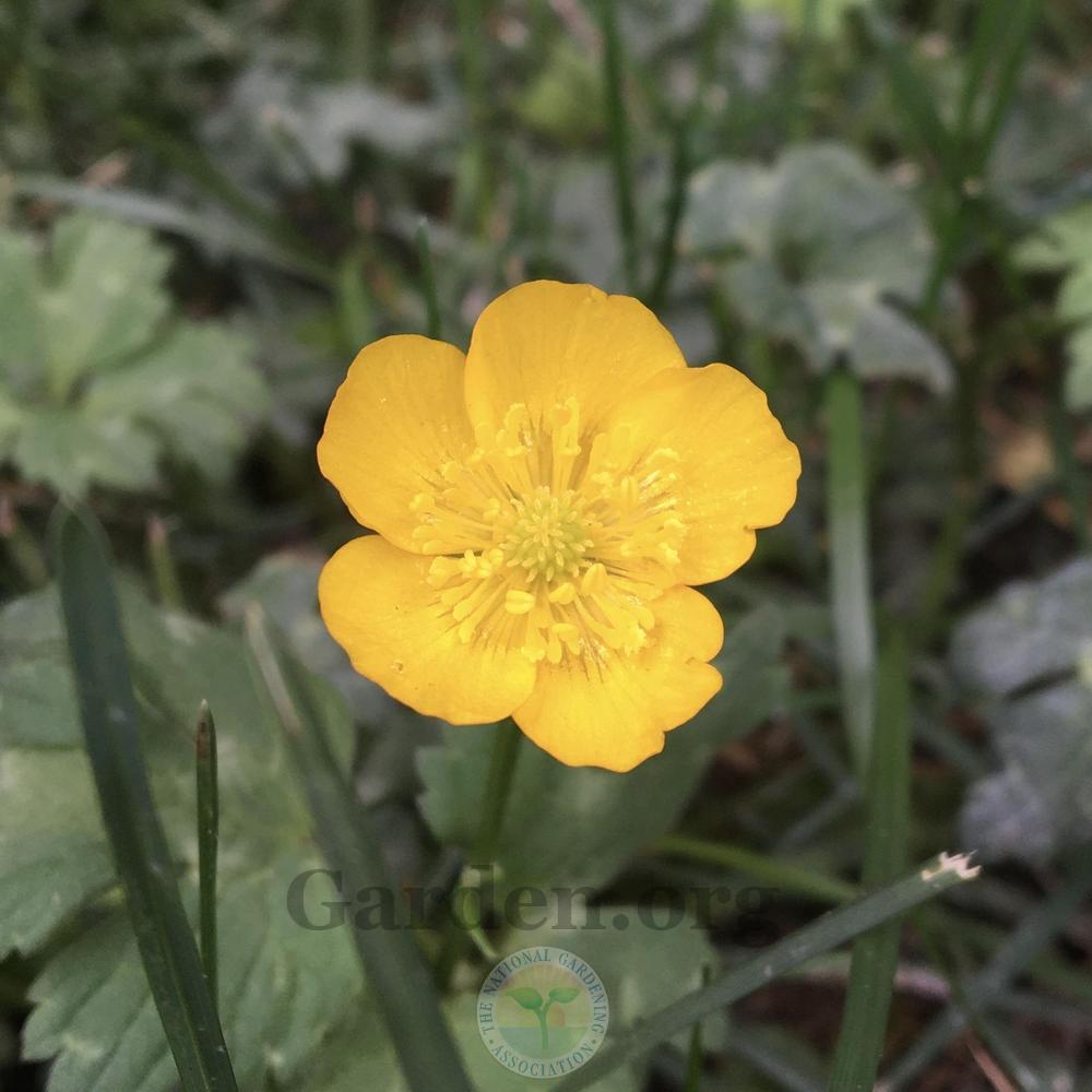 Photo of Creeping Buttercup (Ranunculus repens) uploaded by BlueOddish