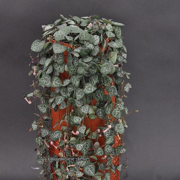 Photo of String of Hearts (Ceropegia woodii) uploaded by Calif_Sue