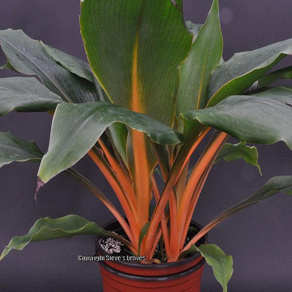 Photo of Sierra Leone Lily (Chlorophytum 'Fireflash') uploaded by Calif_Sue