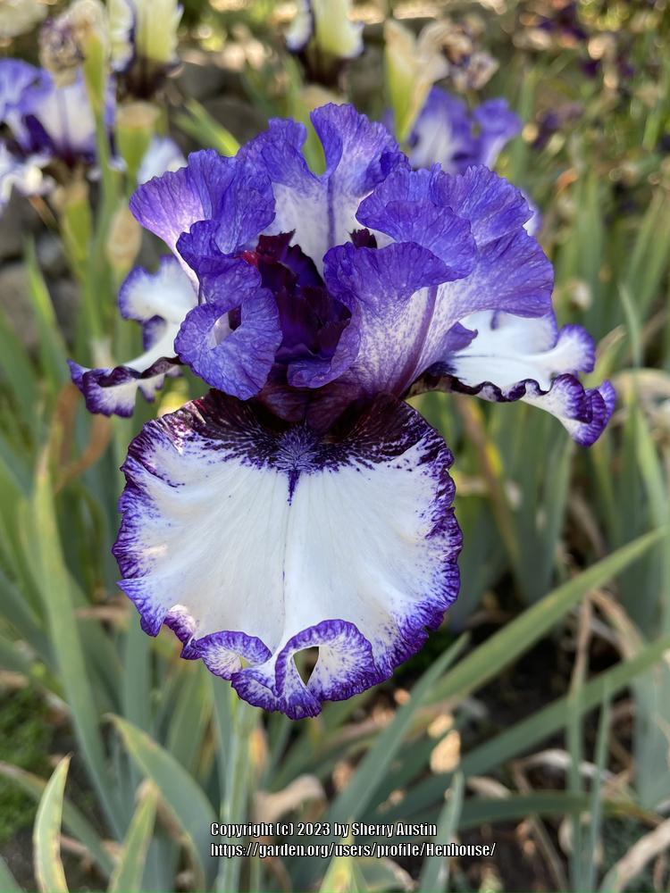 Photo of Tall Bearded Iris (Iris 'Inked In') uploaded by Henhouse