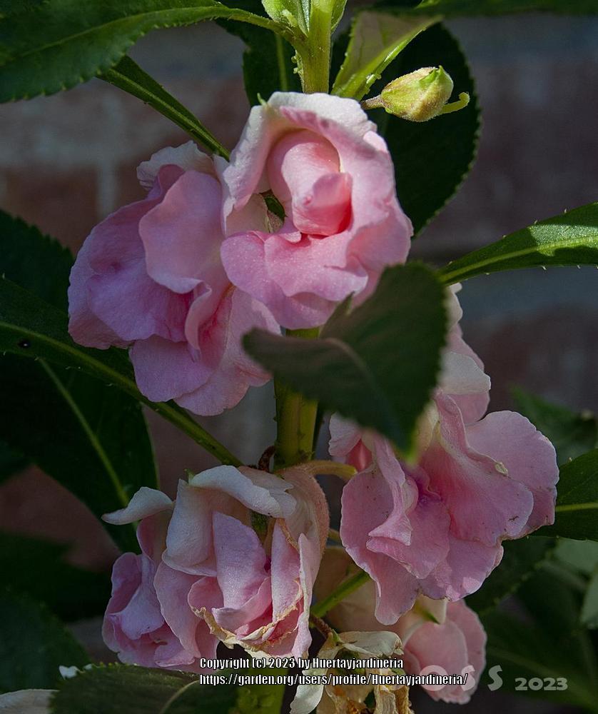 Photo of Touch-Me-Not (Impatiens balsamina) uploaded by Huertayjardineria