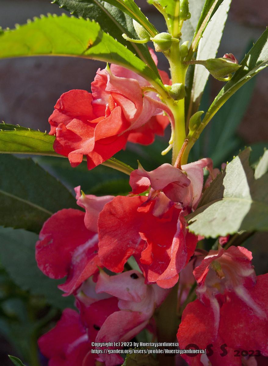 Photo of Touch-Me-Not (Impatiens balsamina) uploaded by Huertayjardineria