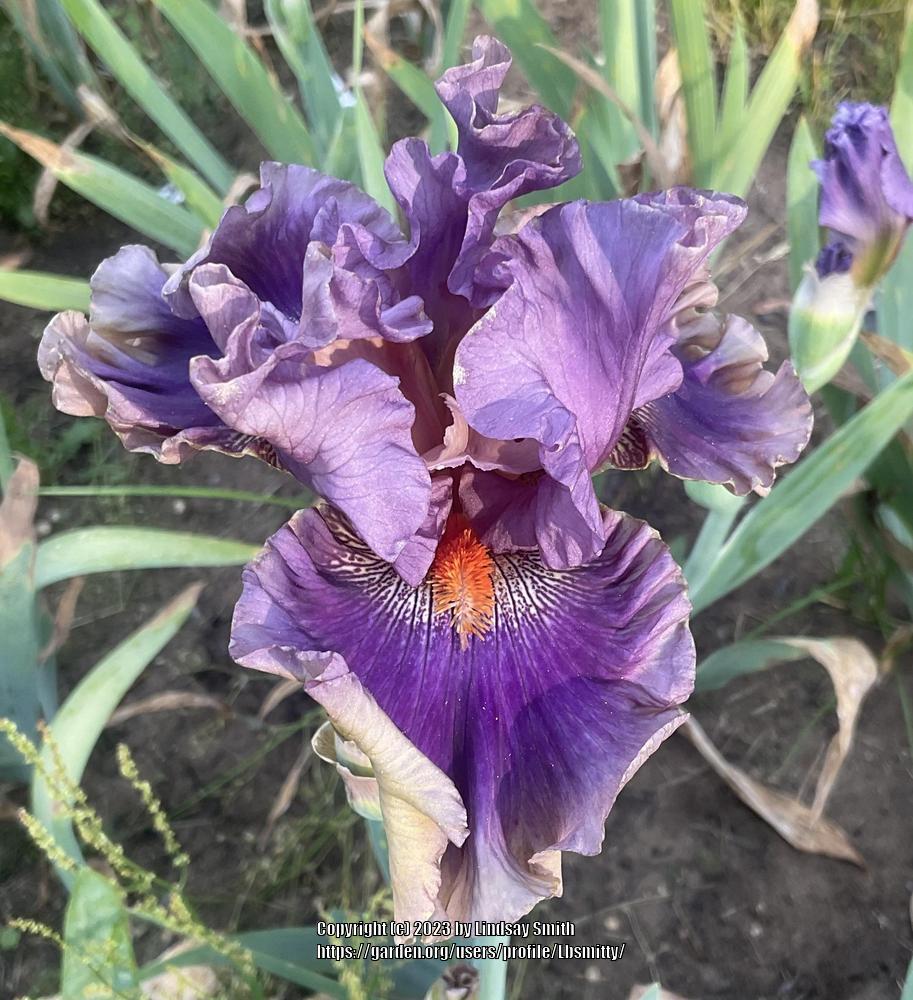 Photo of Tall Bearded Iris (Iris 'Berry Scary') uploaded by Lbsmitty