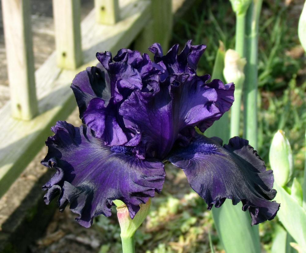 Photo of Tall Bearded Iris (Iris 'Shadows of Night') uploaded by LynNY