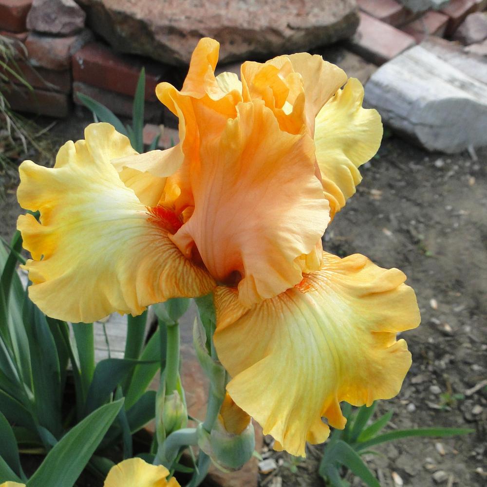 Photo of Tall Bearded Iris (Iris 'Private Treasure') uploaded by lauriemorningglory