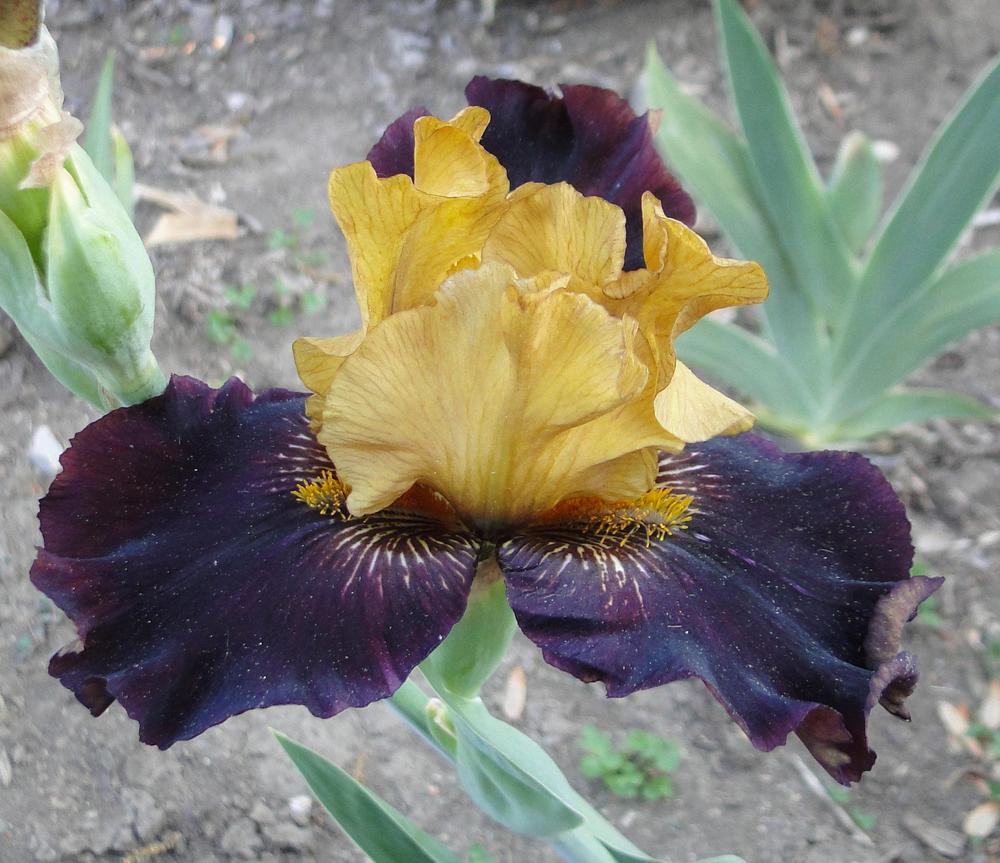 Photo of Intermediate Bearded Iris (Iris 'Mutineer') uploaded by lauriemorningglory