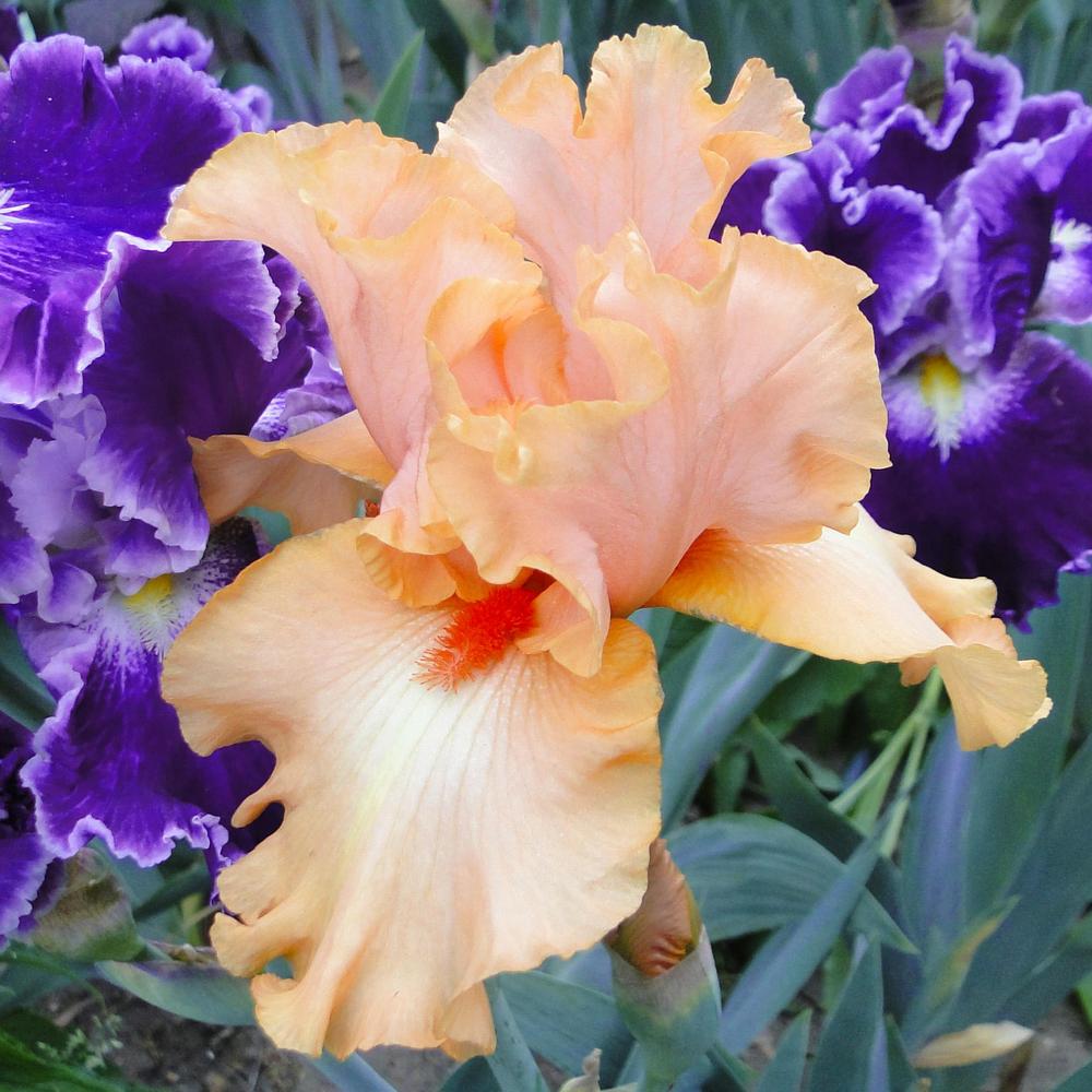 Photo of Tall Bearded Iris (Iris 'Porcelain Ballet') uploaded by lauriemorningglory