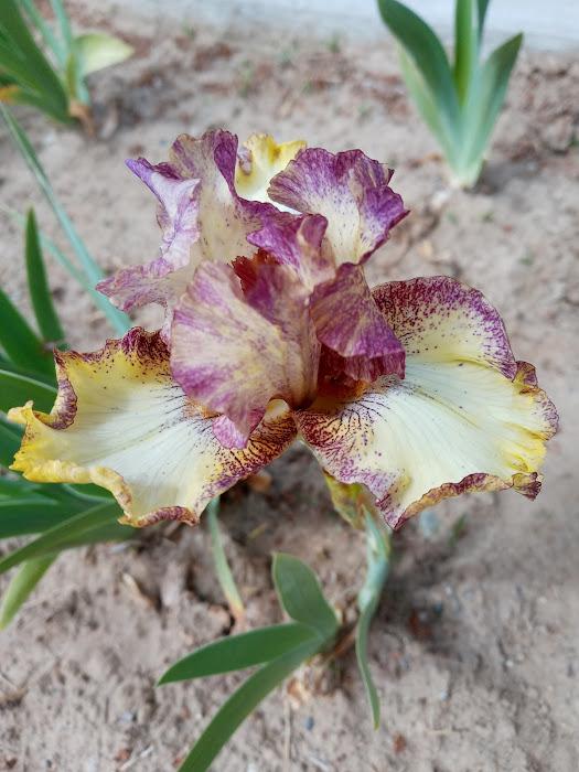 Photo of Border Bearded Iris (Iris 'Broken Link') uploaded by scary1785
