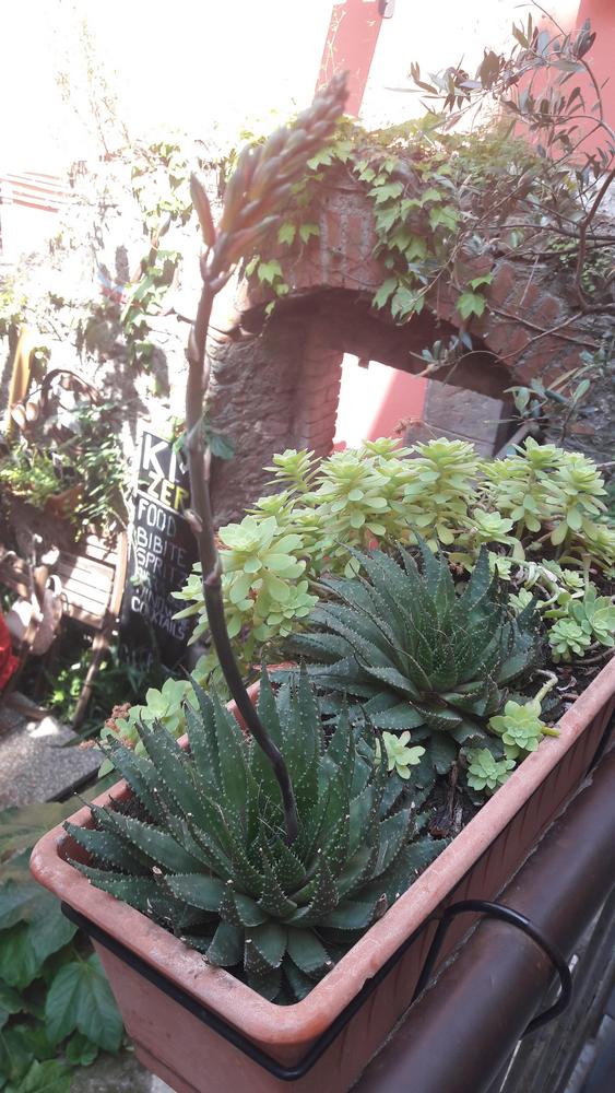 Photo of Lace Aloe (Aristaloe aristata) uploaded by skopjecollection