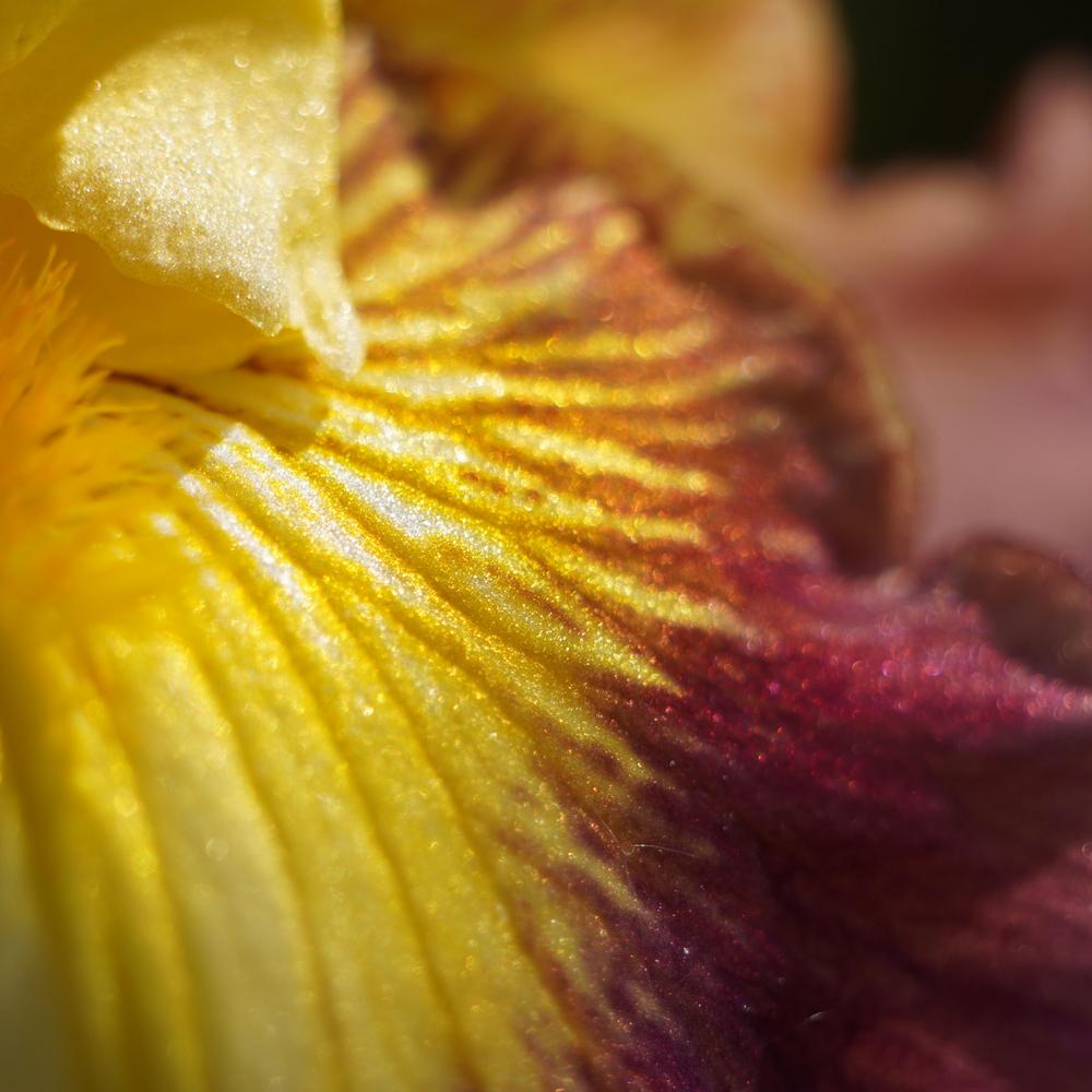 Photo of Tall Bearded Iris (Iris 'Snapshot') uploaded by D3LL