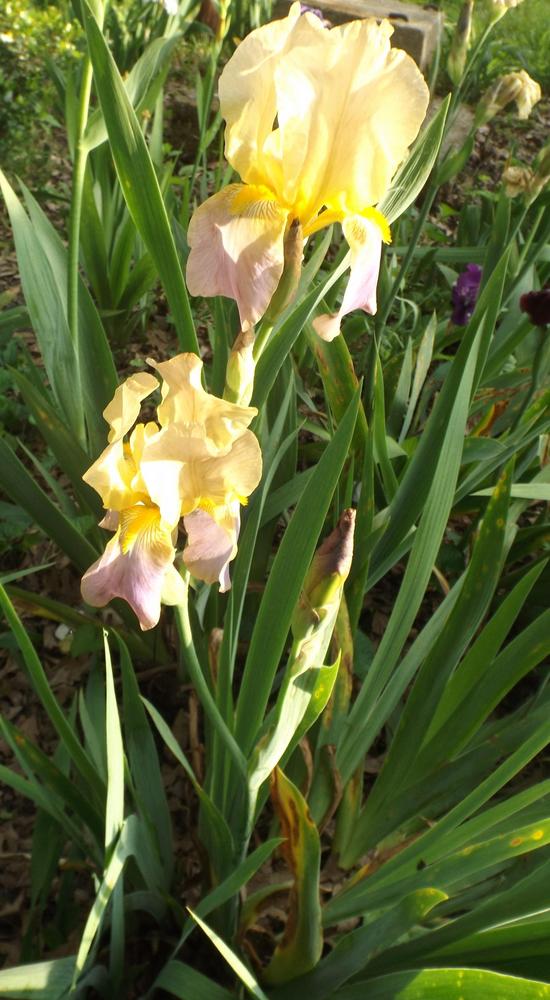 Photo of Tall Bearded Iris (Iris 'China Maid') uploaded by DonnaKribs