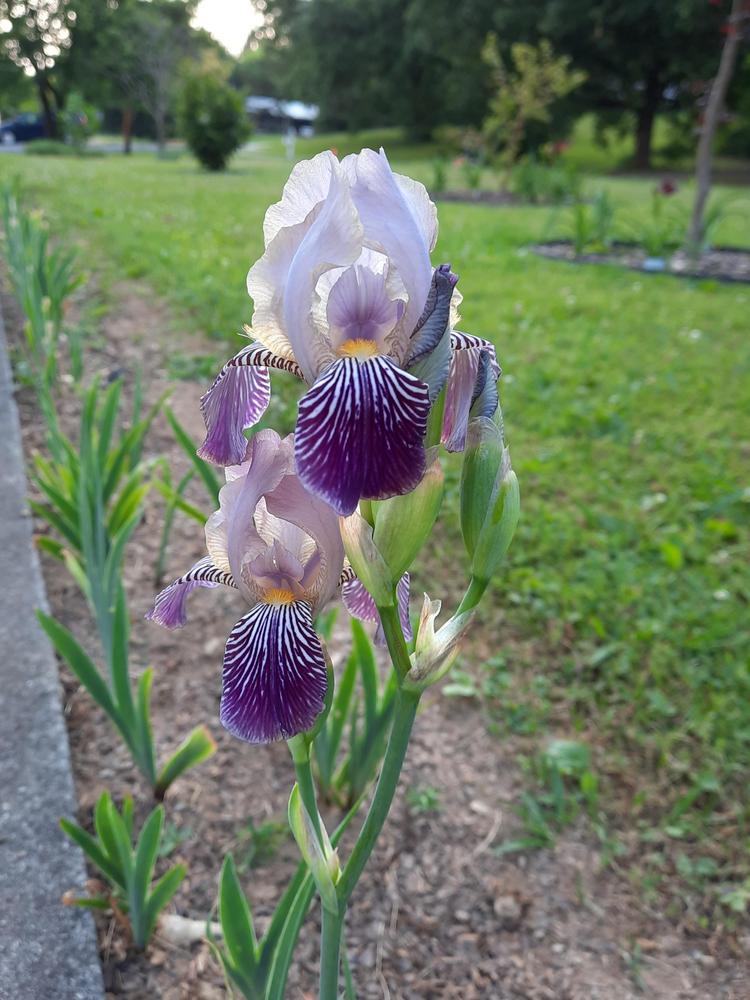 Photo of Tall Bearded Iris (Iris 'Fabian') uploaded by Oldtimey4
