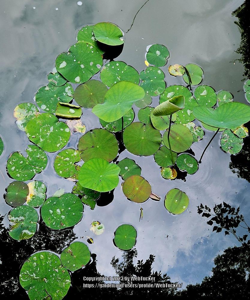 Photo of Sacred Lotus (Nelumbo nucifera) uploaded by WebTucker