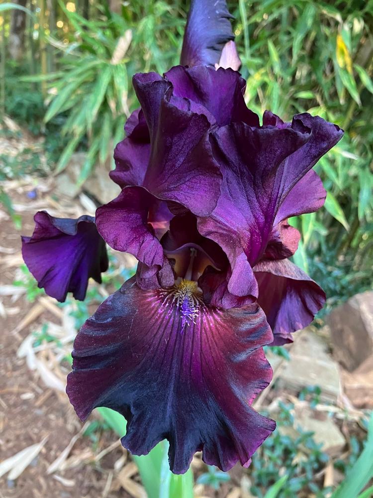 Photo of Tall Bearded Iris (Iris 'Mallory Kay') uploaded by lharvey16