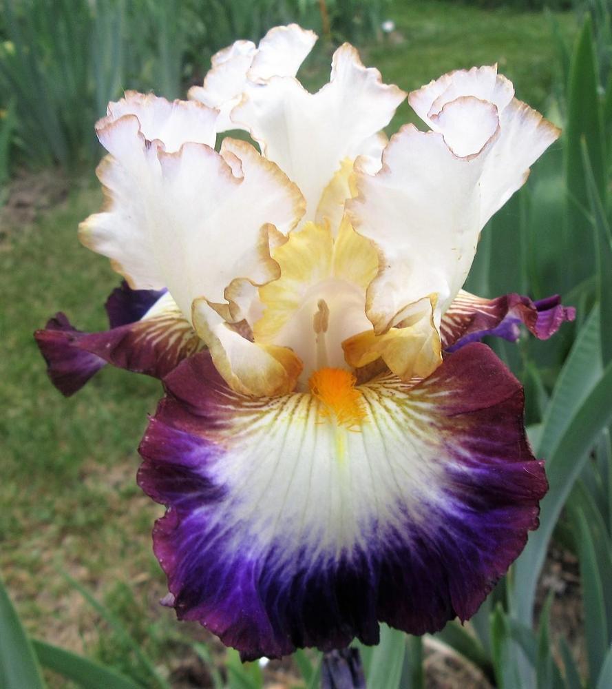 Photo of Tall Bearded Iris (Iris 'Above It All') uploaded by tveguy3