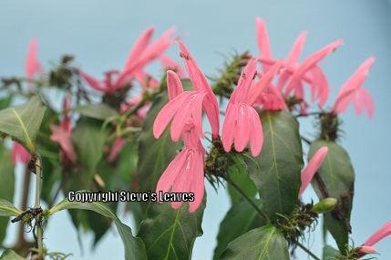 Photo of Red Justicia (Justicia candicans) uploaded by Calif_Sue