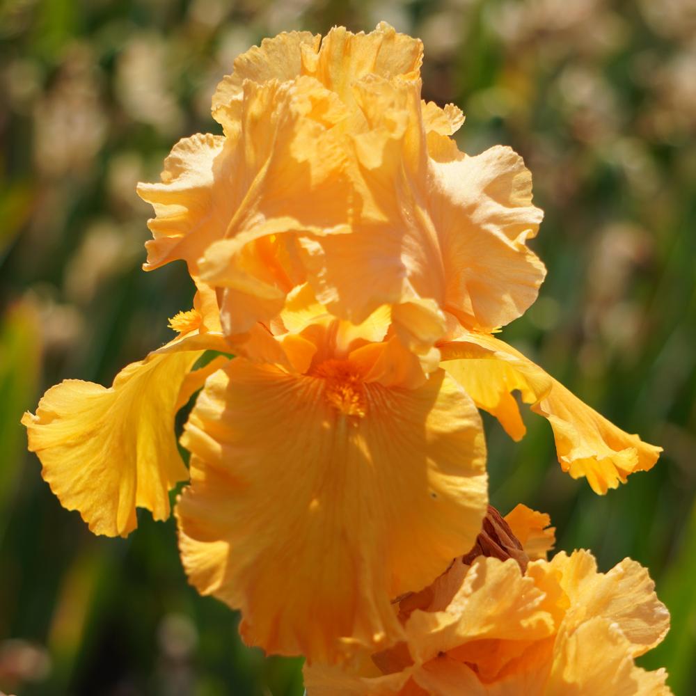Photo of Tall Bearded Iris (Iris 'Good Show') uploaded by D3LL
