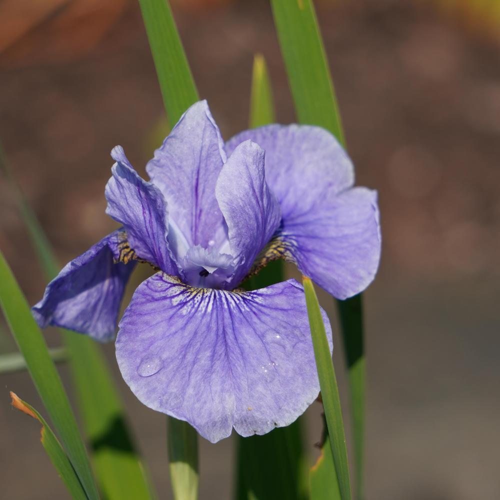 Photo of Siberian Iris (Iris 'Berlin Delft') uploaded by D3LL