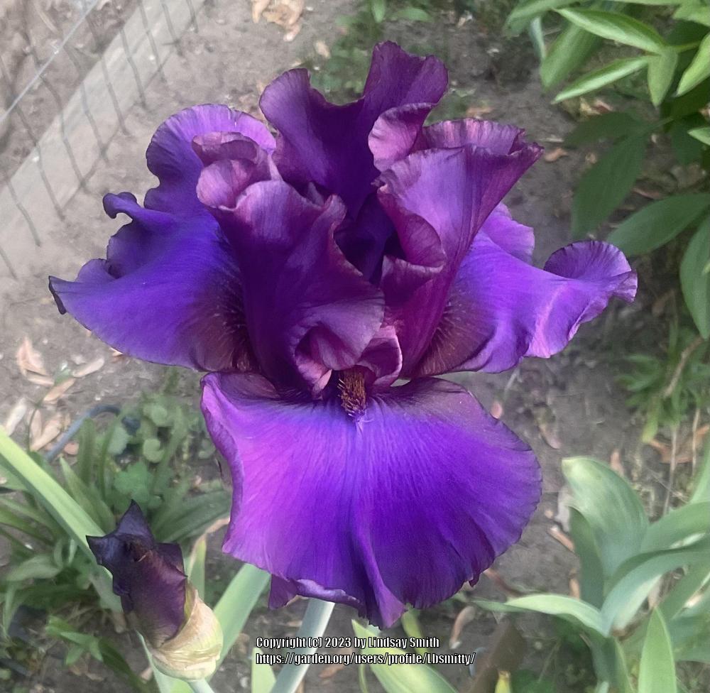 Photo of Tall Bearded Iris (Iris 'Blueberry Fudge') uploaded by Lbsmitty
