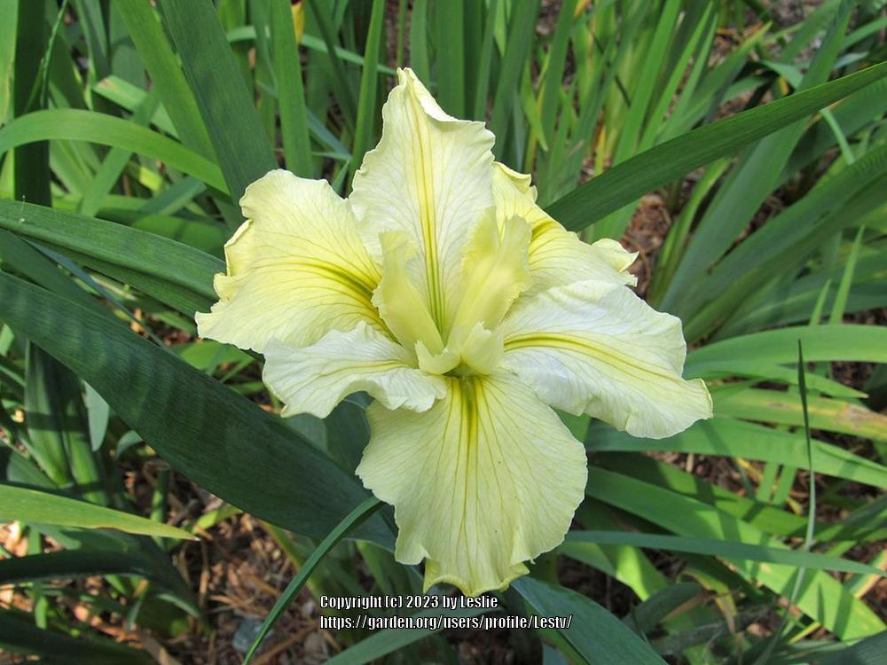 Photo of Louisiana Iris (Iris 'Moonlight Music') uploaded by Lestv