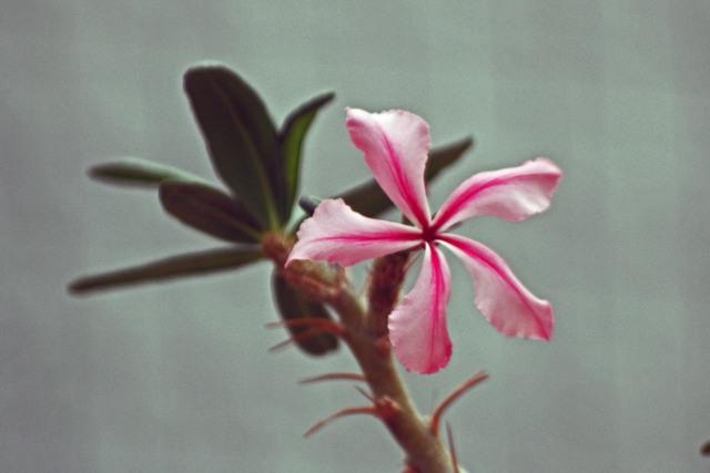 Photo of Pachypodium (Pachypodium succulentum) uploaded by RuuddeBlock