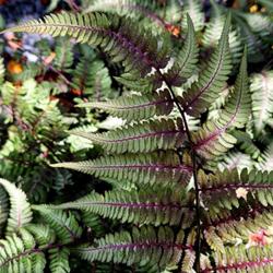 Location: Southern Pines, NC (Boyd House garden)
Date: June 5, 2023
Japanese painted fern #236 nn; LHB p. 86; MGB, "Genus name comes 