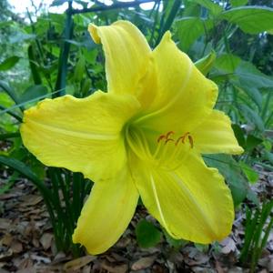 ex Olallie Daylilies... a very large flower for such a short plan