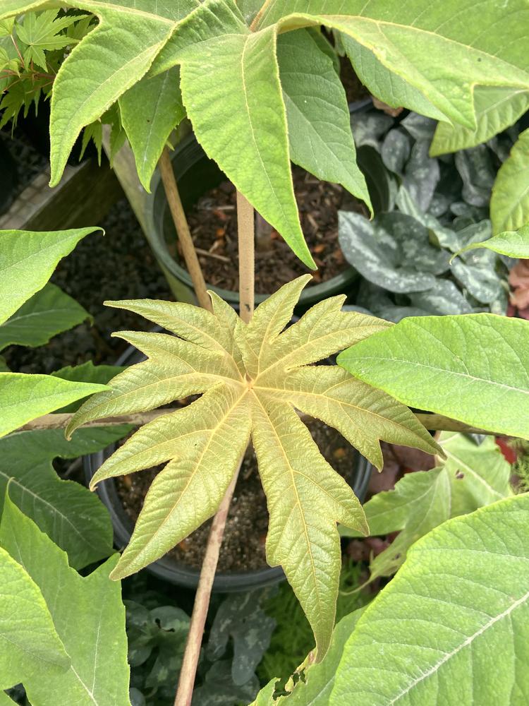 Photo of Rice Paper Plant (Tetrapanax papyrifer) uploaded by Calif_Sue