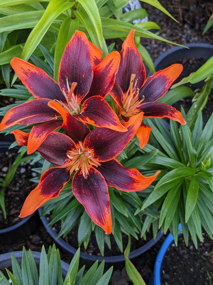 Photo of Asiatic Lily (Lilium 'Forever Susan') uploaded by Joy