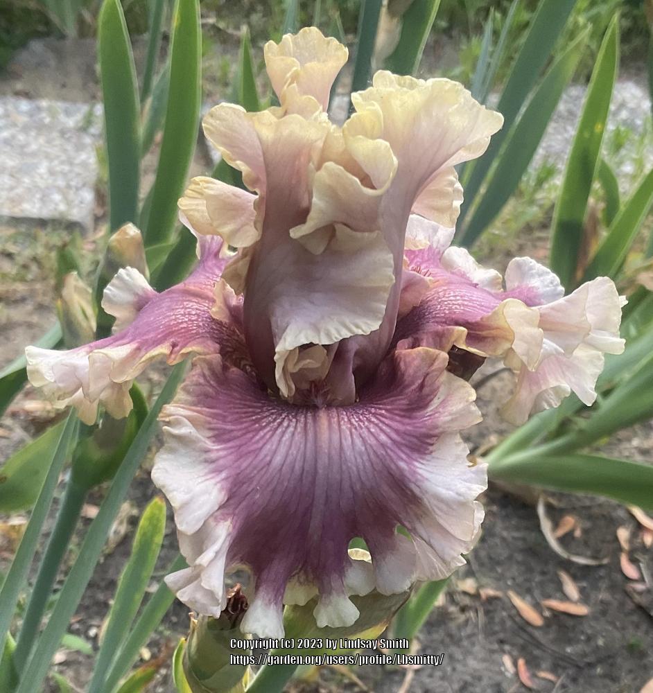 Photo of Tall Bearded Iris (Iris 'Painted Words') uploaded by Lbsmitty