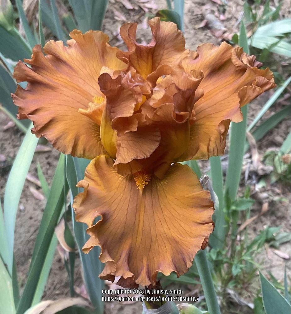 Photo of Tall Bearded Iris (Iris 'Golden Panther') uploaded by Lbsmitty