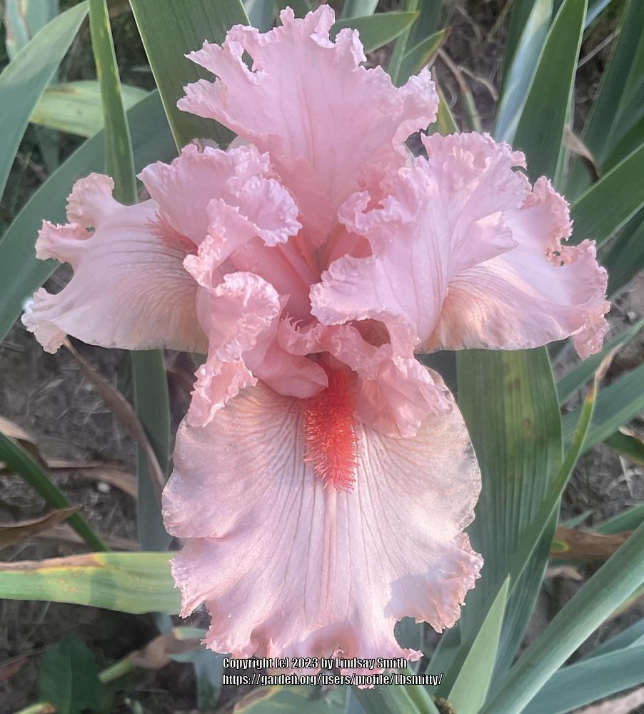 Photo of Tall Bearded Iris (Iris 'Ming Rose') uploaded by Lbsmitty