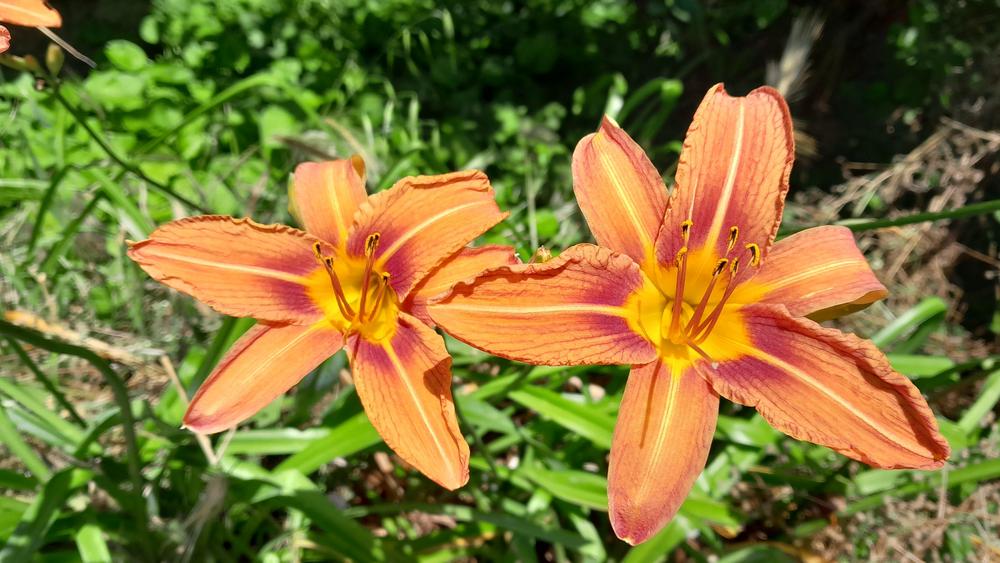 Photo of Ditch Lily (Hemerocallis fulva) uploaded by Lucius93