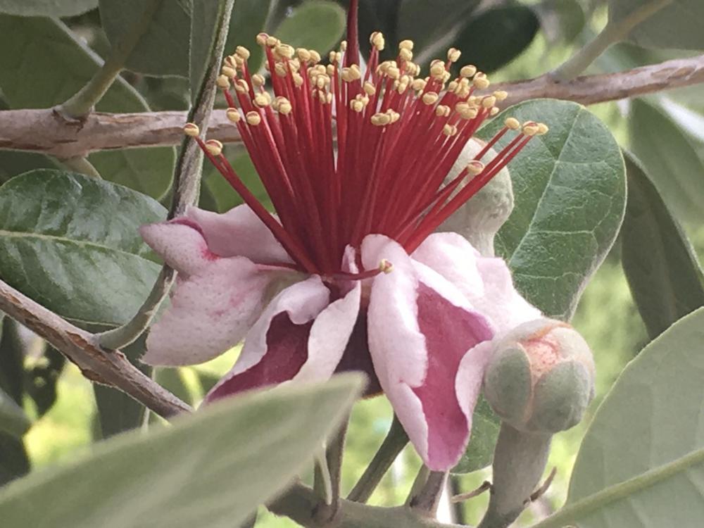 Photo of Pineapple Guava (Feijoa sellowiana) uploaded by Neela