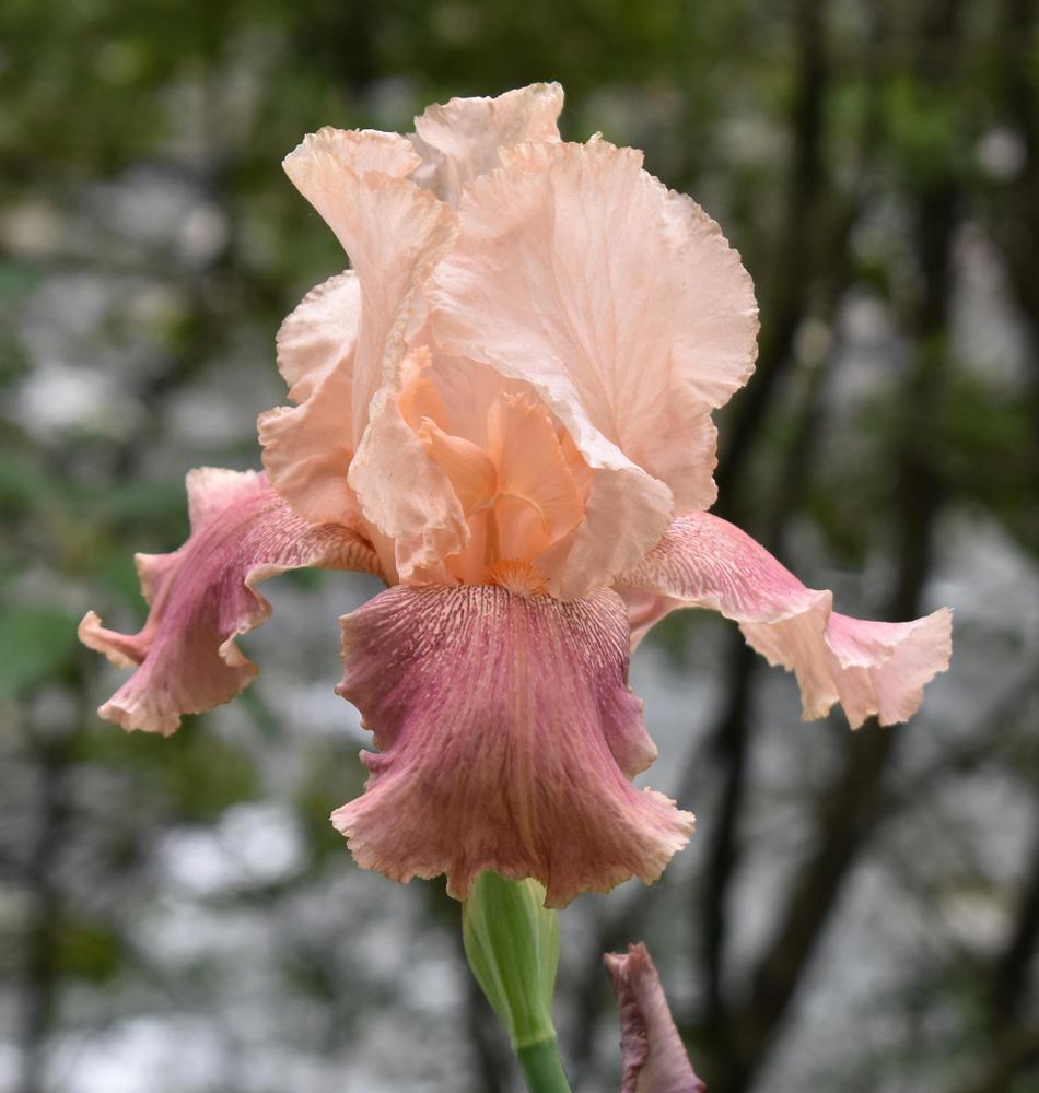 Photo of Tall Bearded Iris (Iris 'Lou Peach') uploaded by SherriRaye