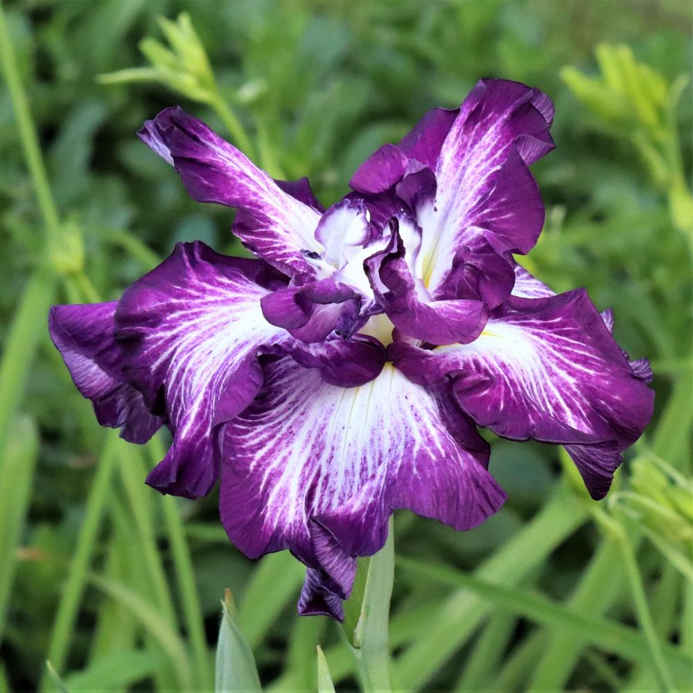 Photo of Japanese Iris (Iris ensata 'Lion King') uploaded by blue23rose