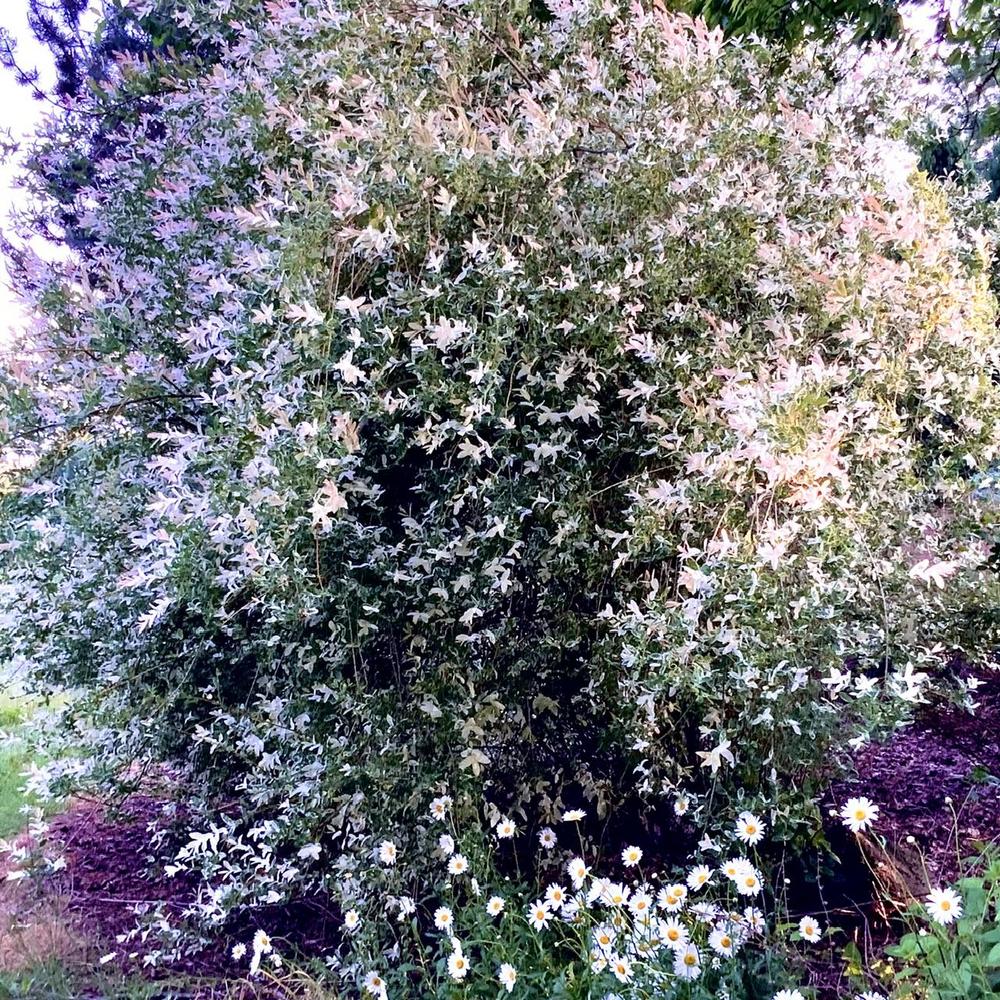 Photo of Dappled Willow (Salix integra 'Hakuro-nishiki') uploaded by bumplbea