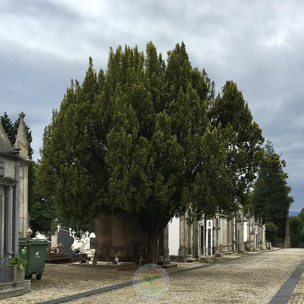 Photo of Common Yew (Taxus baccata) uploaded by BlueOddish