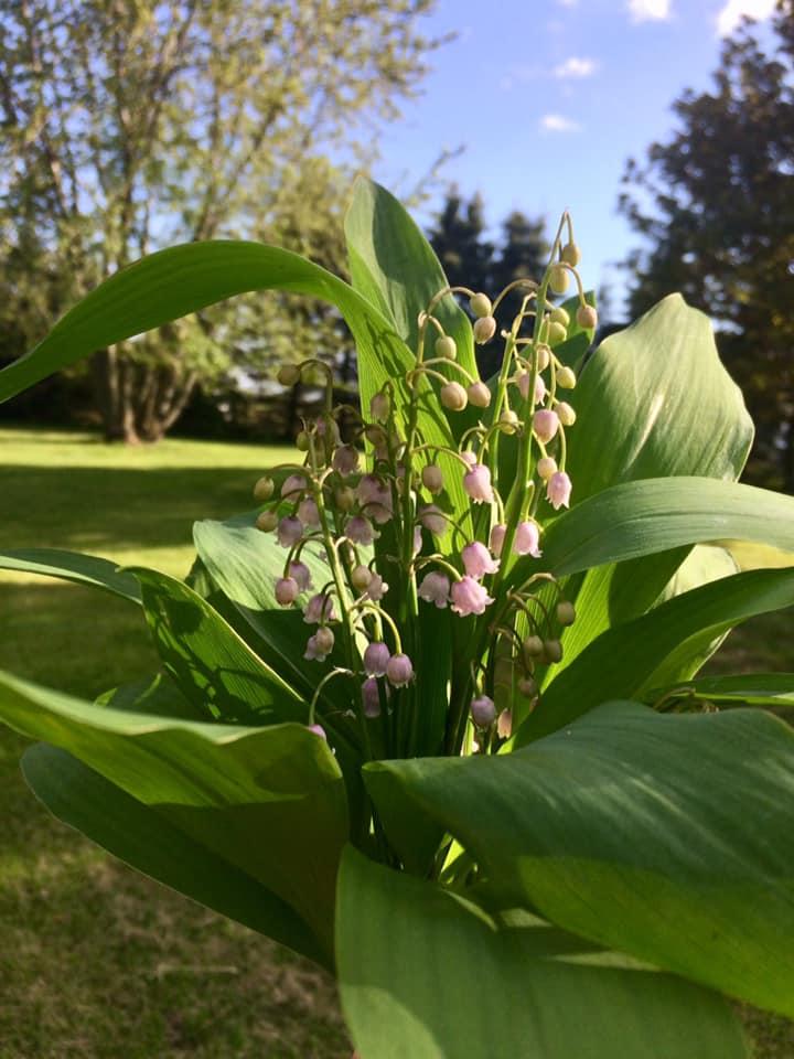 Photo of Pink Lily of the Valley (Convallaria majalis 'Rosea') uploaded by FlowersbyNicoleVT