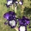 Grape soda iris