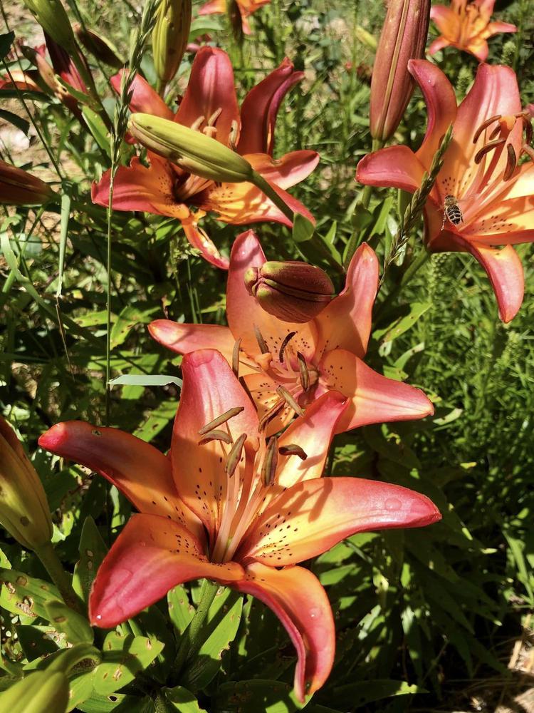 Photo of Lily (Lilium 'Royal Sunset') uploaded by FlowersbyNicoleVT