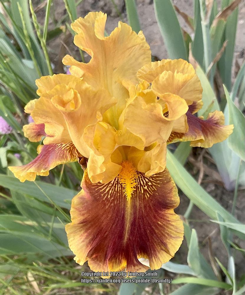 Photo of Tall Bearded Iris (Iris 'Dazzling Gold') uploaded by Lbsmitty