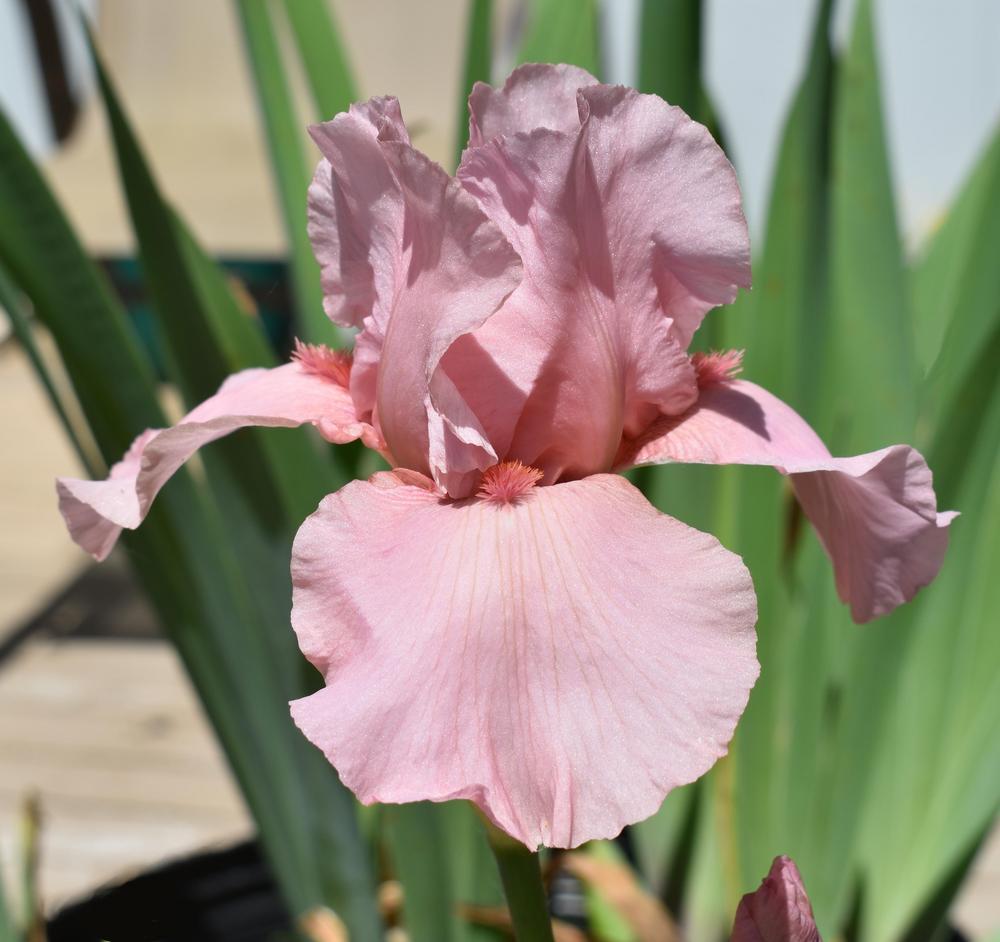 Photo of Tall Bearded Iris (Iris 'I Pink I Can') uploaded by SherriRaye