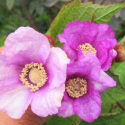 Location: Toronto, Ontario
Date: 2023-06-08
Purple-flowering raspberry (Rubus odoratus).