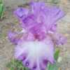 Maiden bloom. Nice increases, form and color. Has meaning to my i