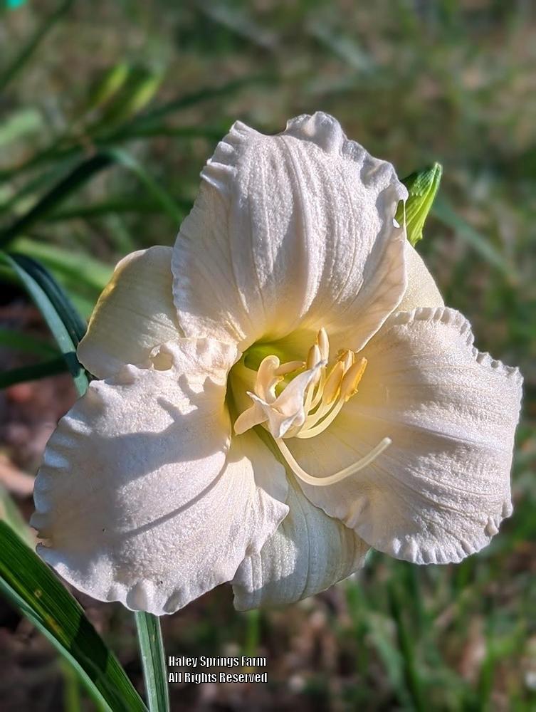 Photo of Daylily (Hemerocallis 'White and Nerdy') uploaded by Hembrain