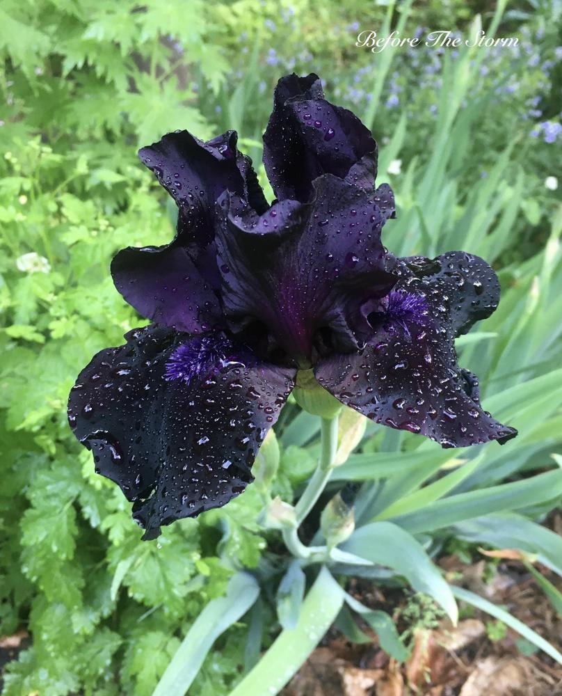Photo of Tall Bearded Iris (Iris 'Before the Storm') uploaded by Hemlass