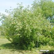 a full-grown tree in summer at a native plant nursery, Edge of th