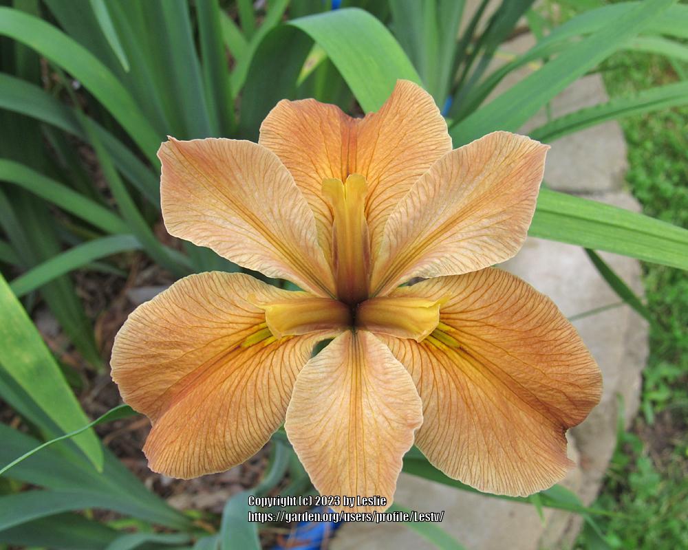 Photo of Louisiana Iris (Iris 'Pointe aux Chenes') uploaded by Lestv